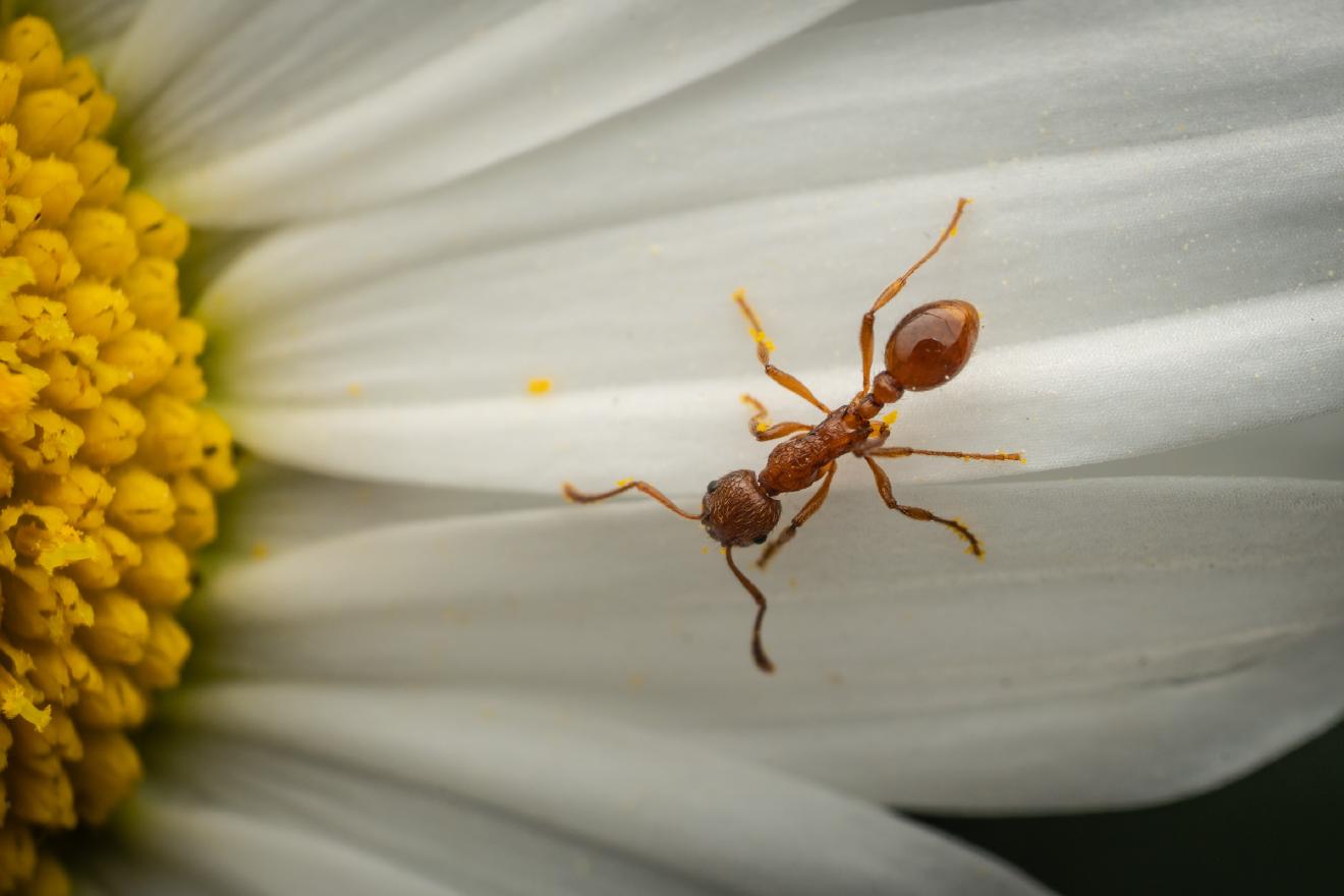 European fire ant – No. 2