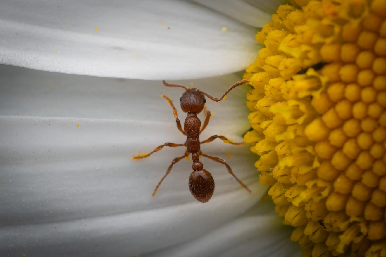 European fire ant – No. 3