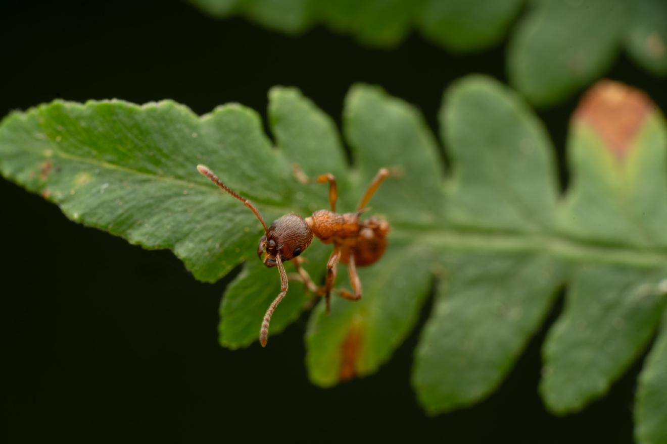 European fire ant – No. 4