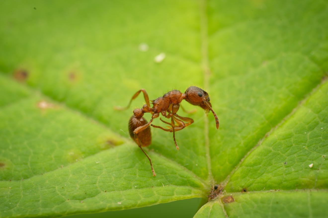 European fire ant – No. 5