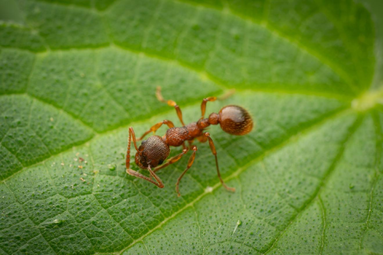 European fire ant – No. 6