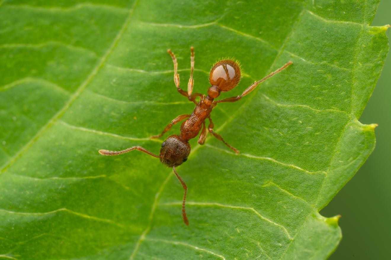 European fire ant – No. 7