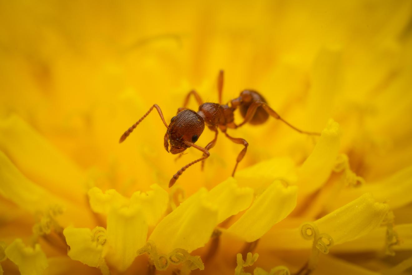 Myrmicine Ants – No. 2