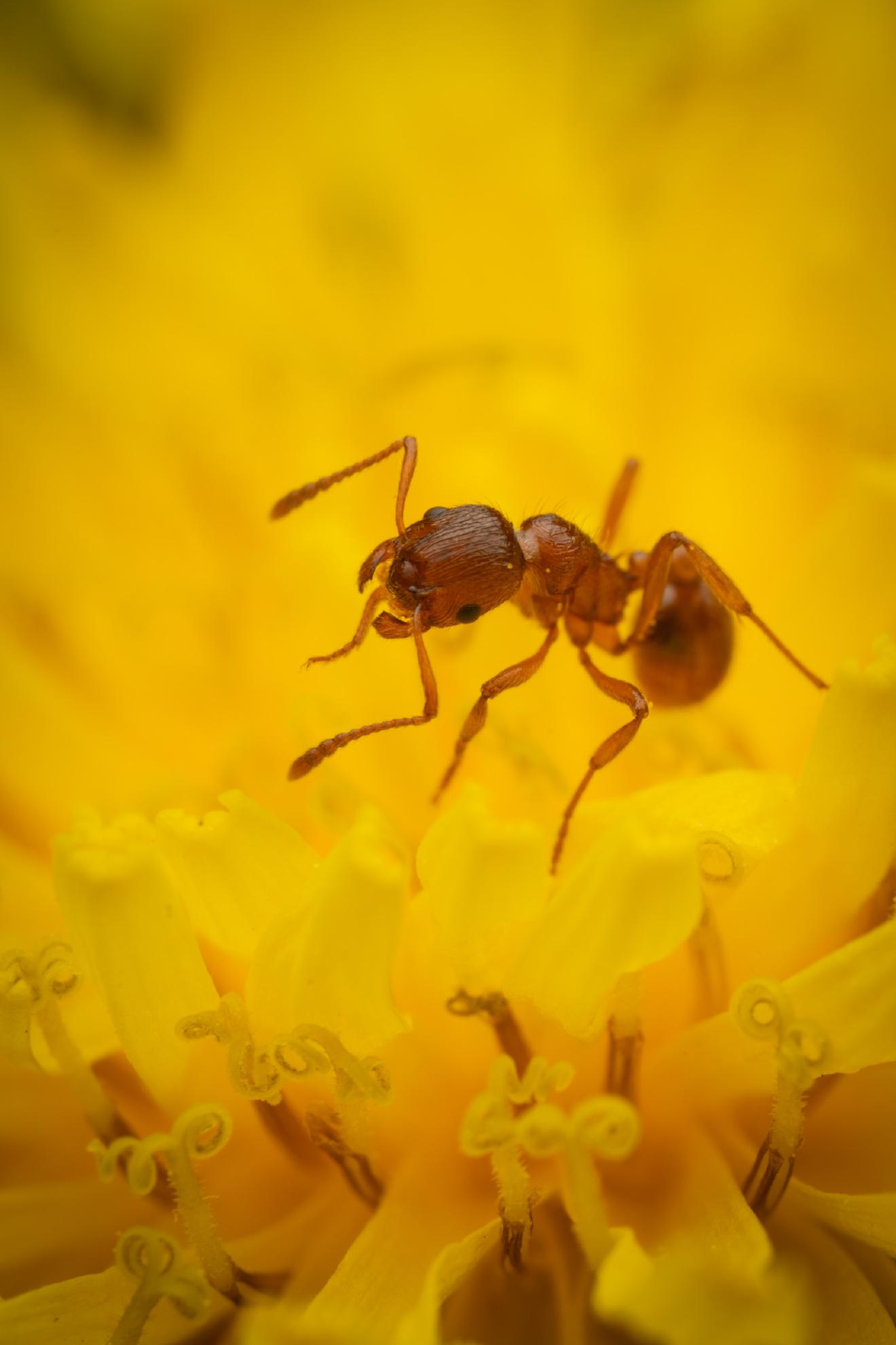 Myrmicine Ants – No. 3
