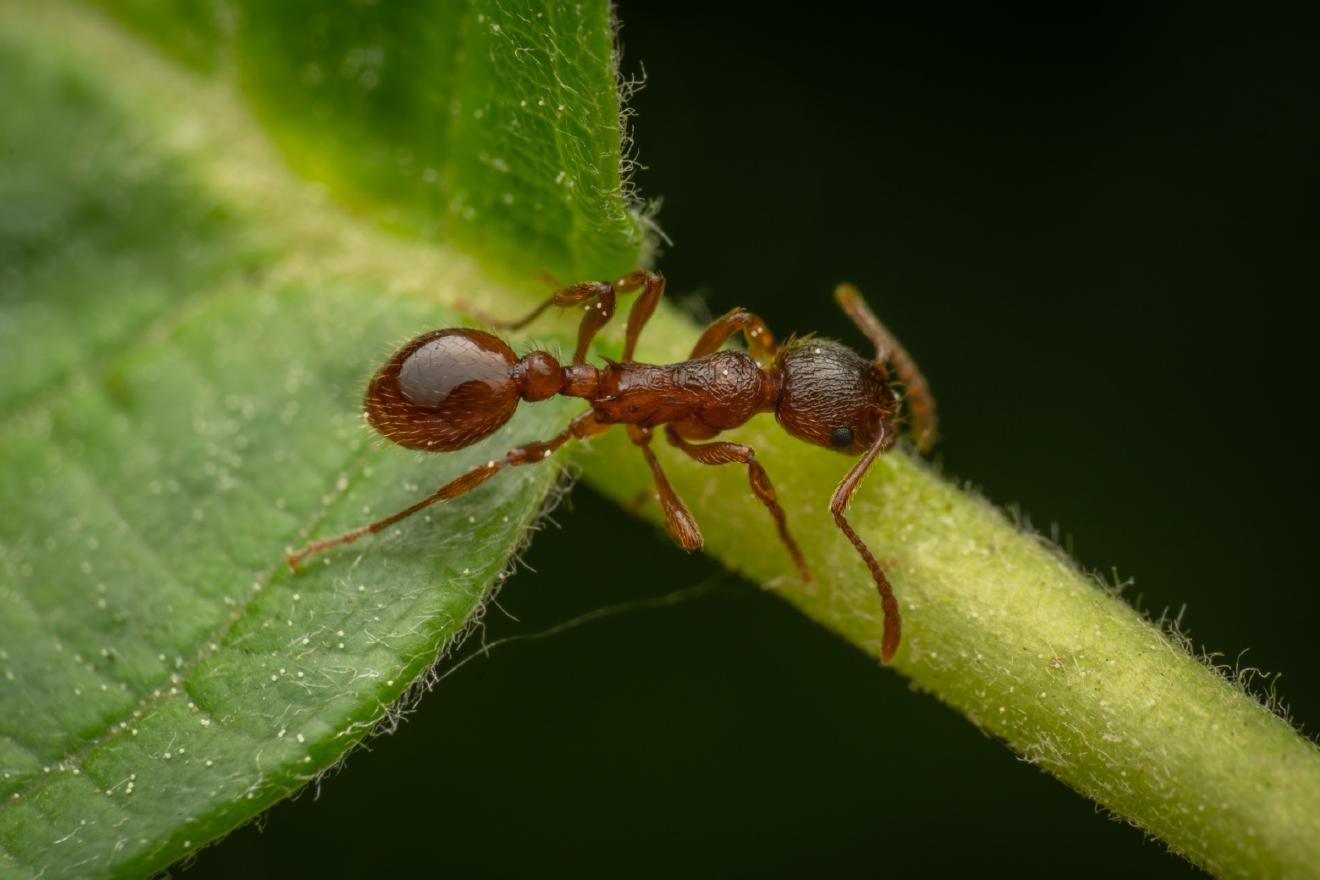 Myrmicine Ants – No. 5