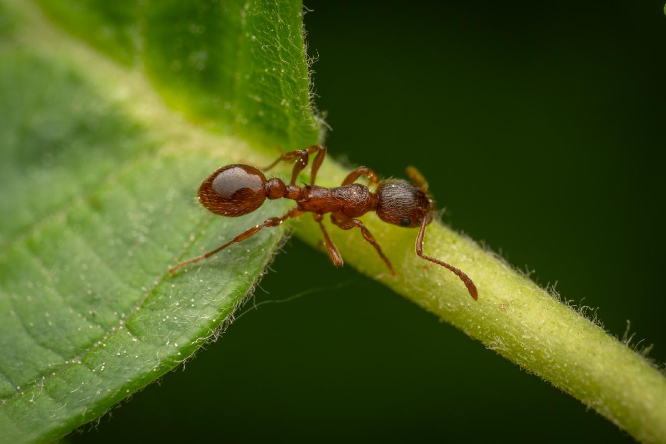 Myrmicine Ants – No. 6