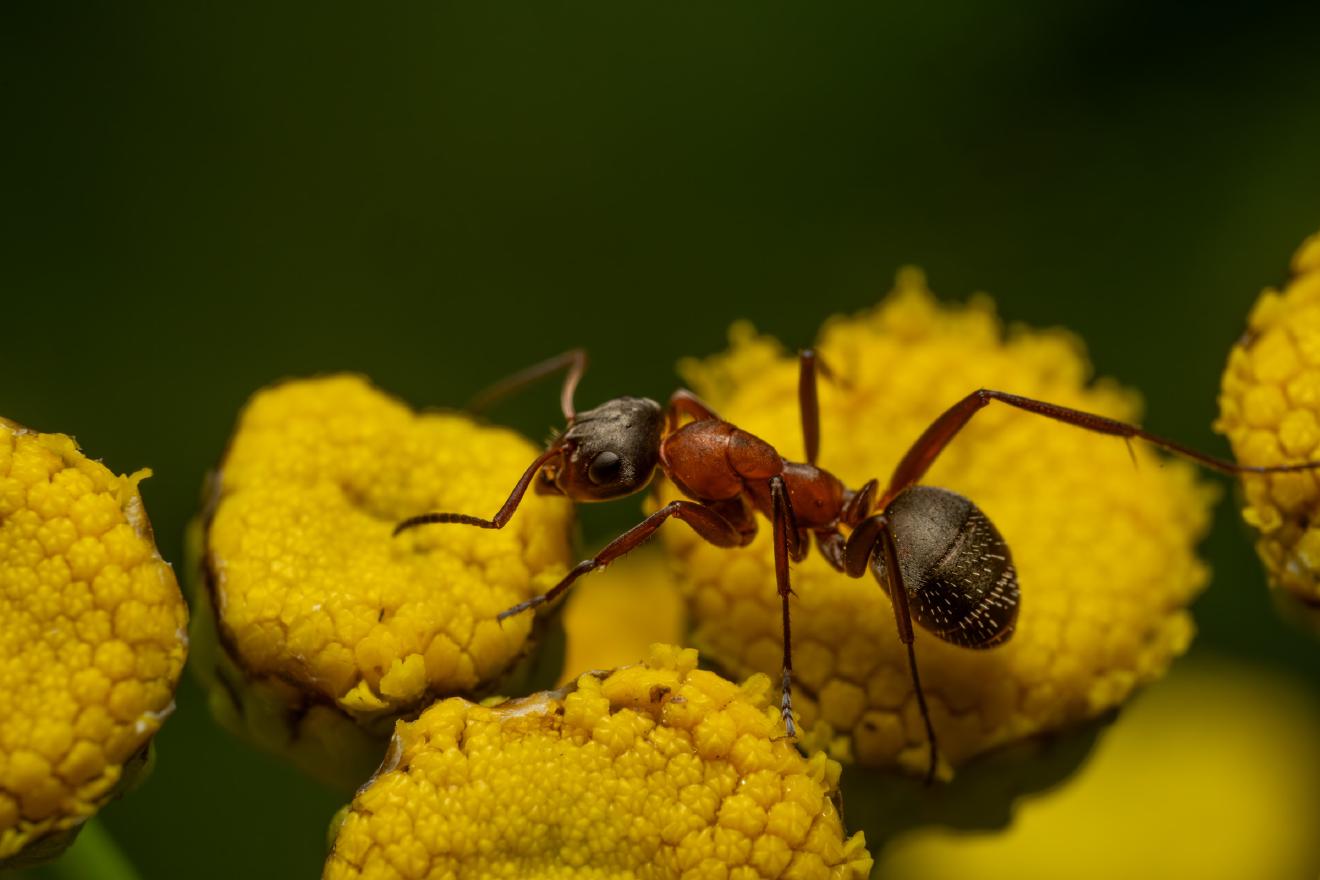 Red-barbed Ant – No. 5