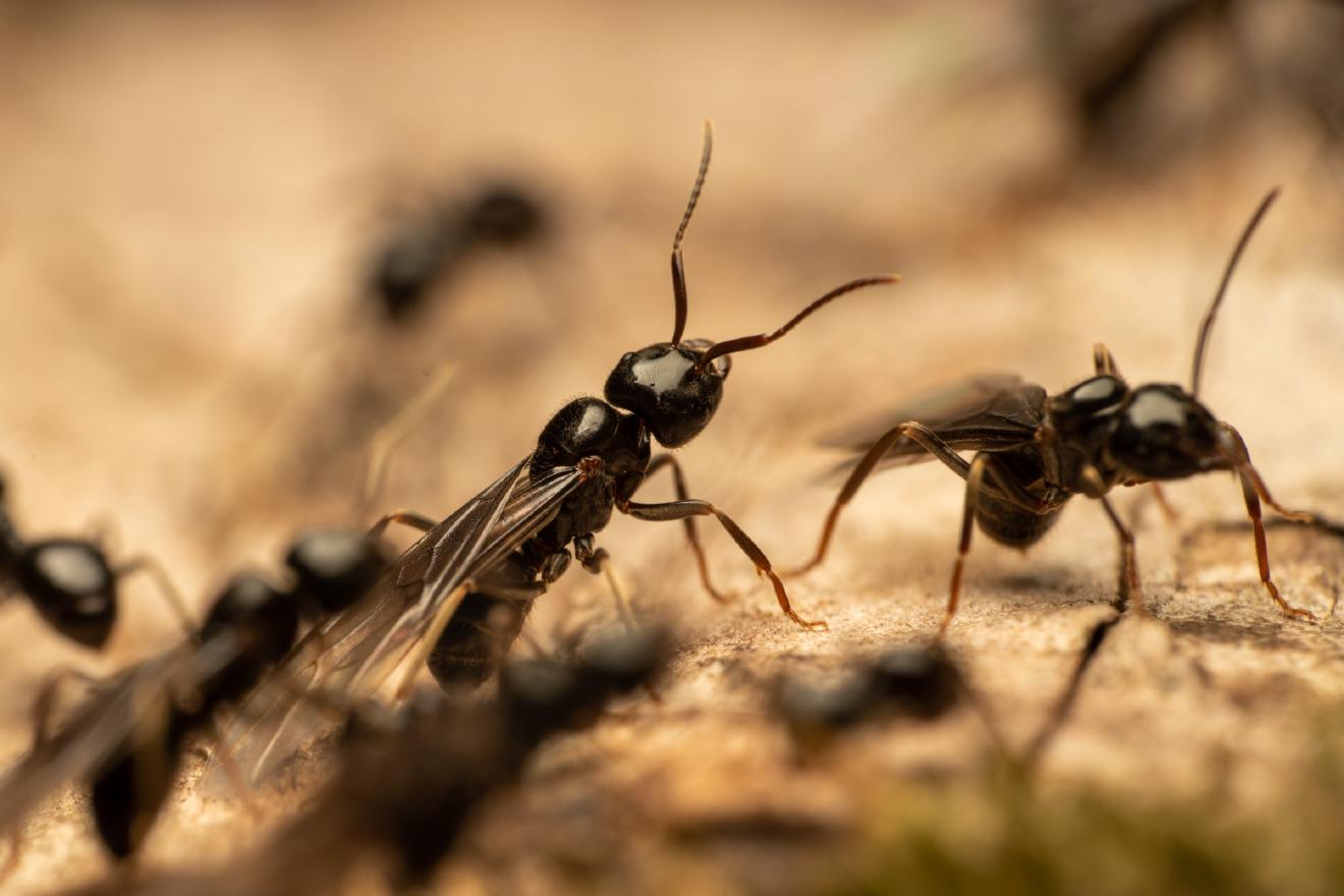 Black Garden Ant – No. 2