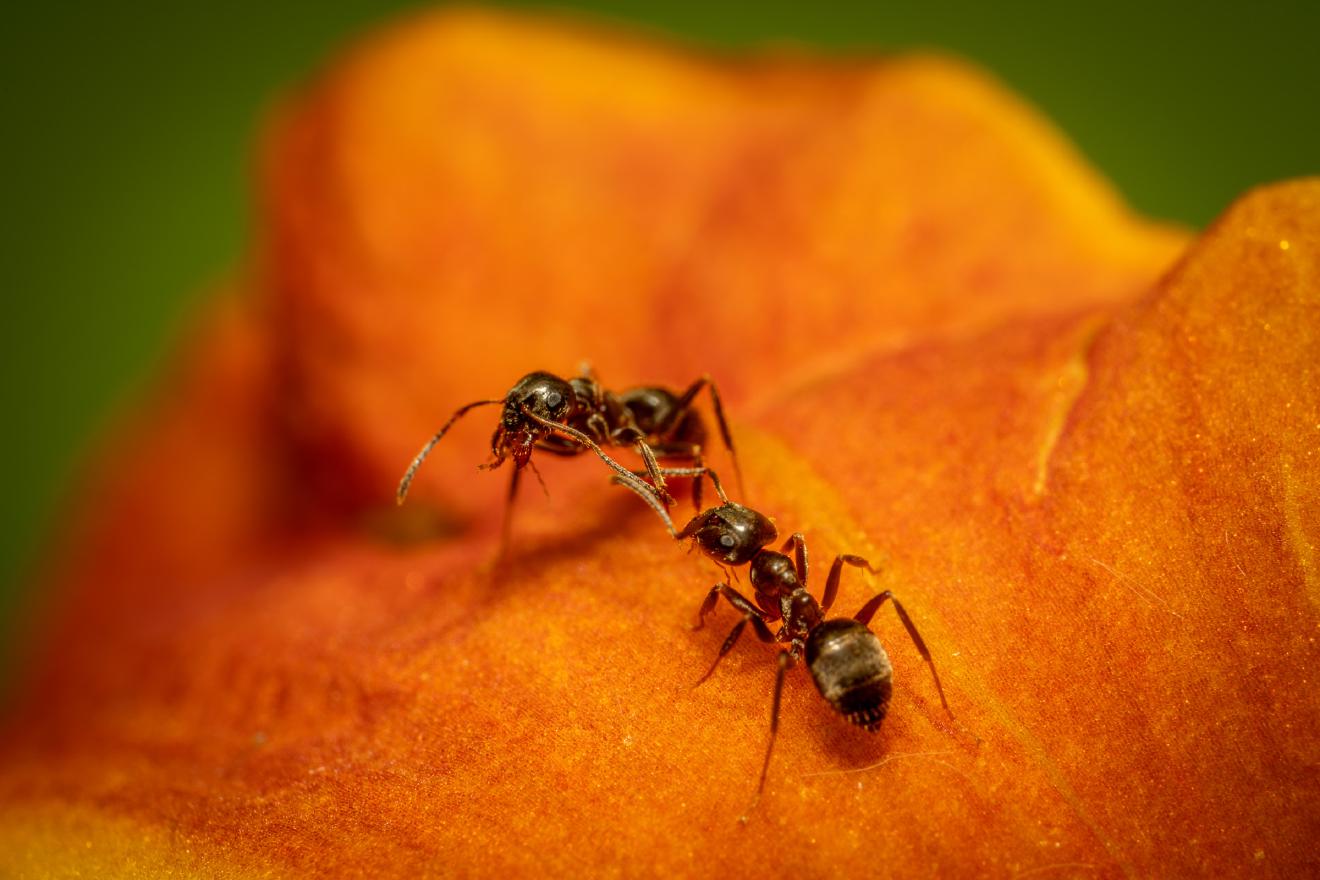 Black Garden Ant – No. 3