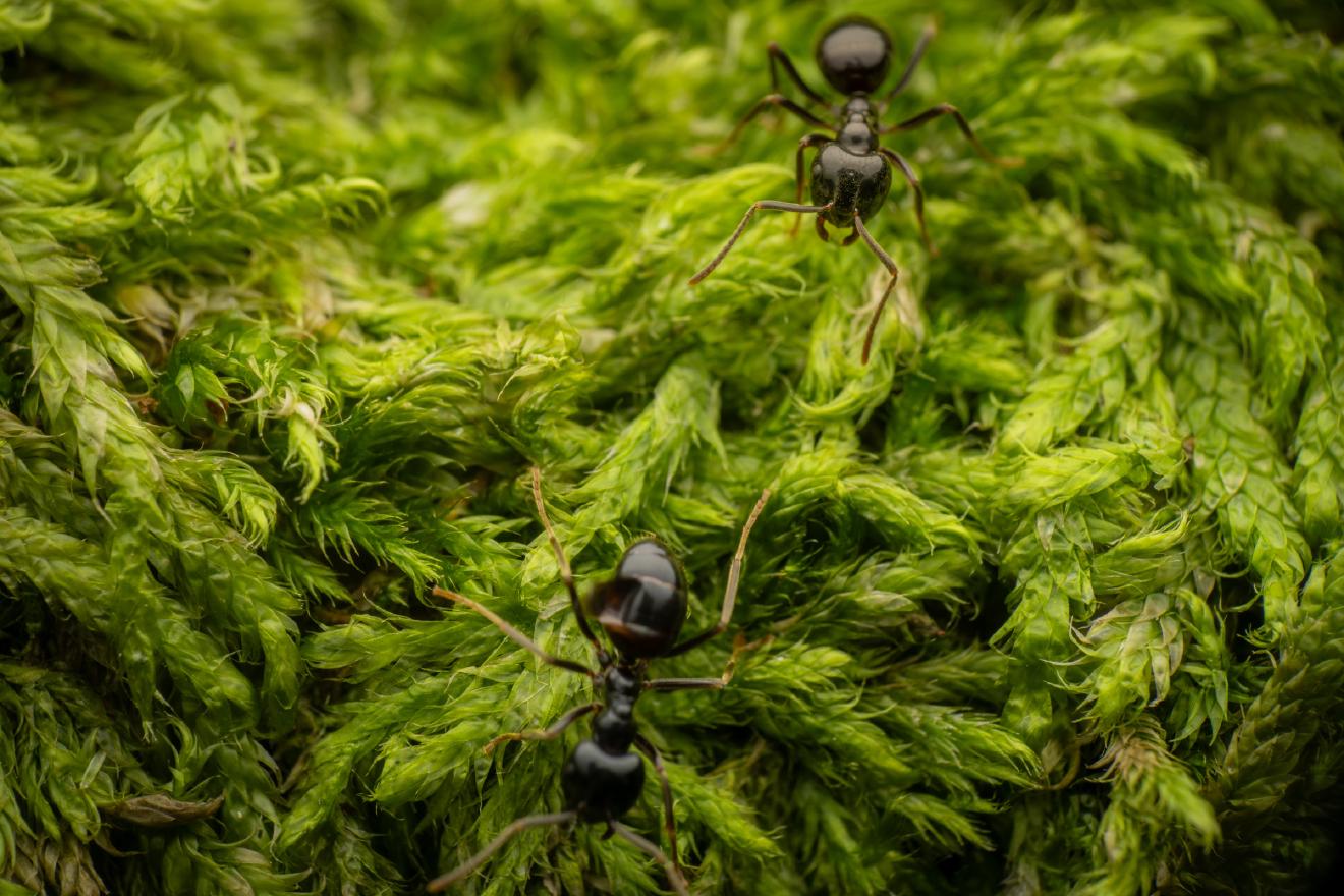 Black Garden Ant – No. 7