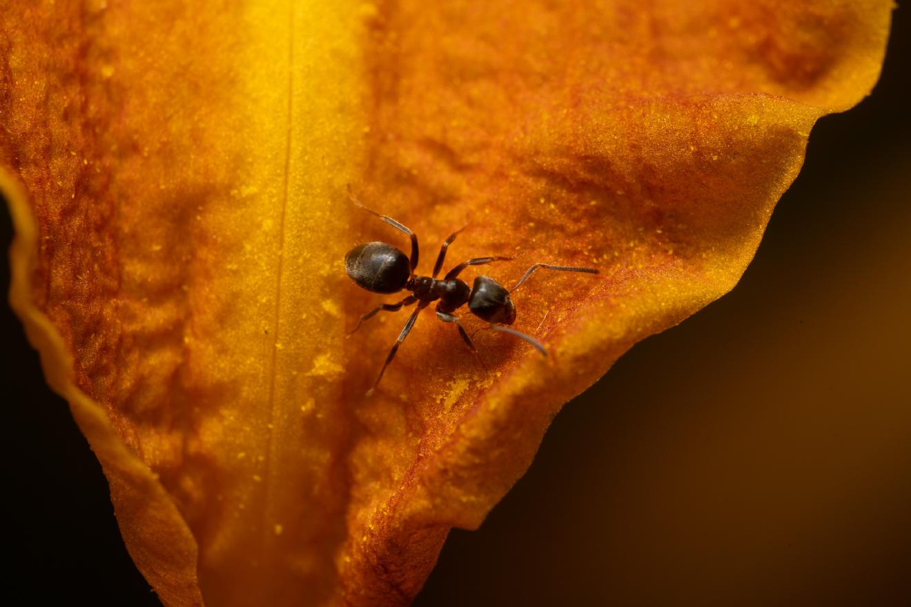 Black Garden Ant – No. 9
