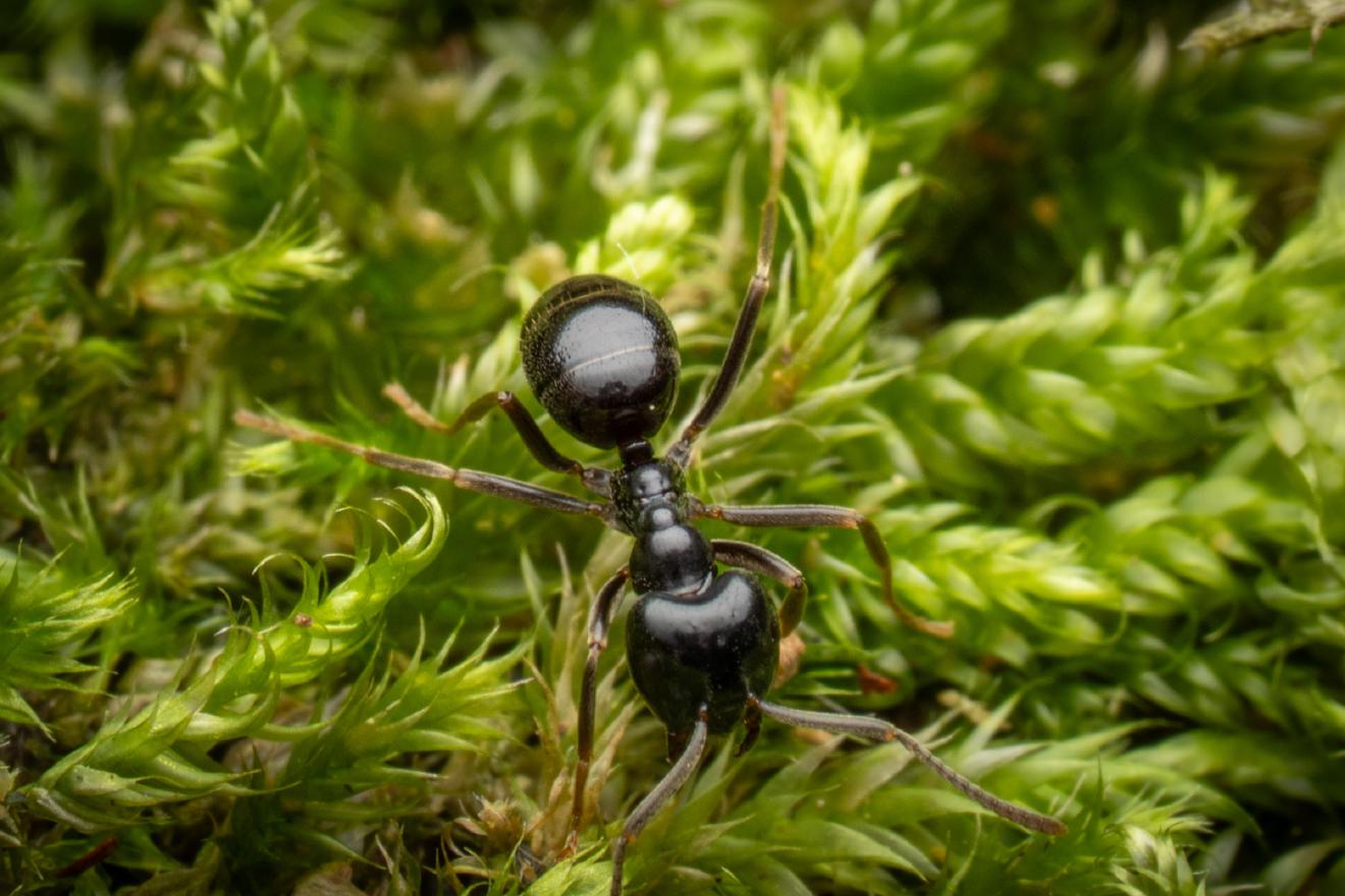 Schwarze Wegameise – No. 10