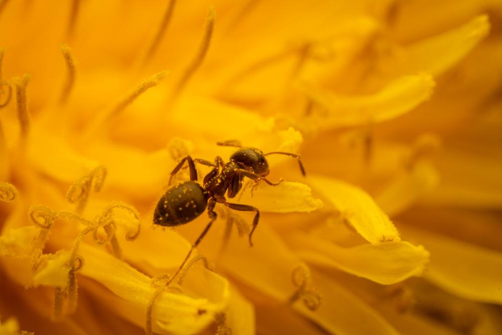 June 10, 2024 – Issue No. 297
– Issue No. 297: “Black Garden Ant“ Black Garden Ant
