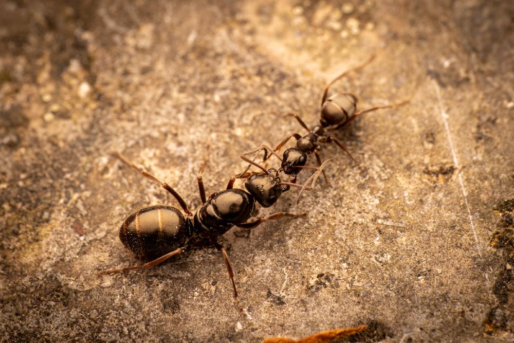 July 20, 2024 – Issue No. 337
– Issue No. 337: “Black Garden Ant“ Black Garden Ant
