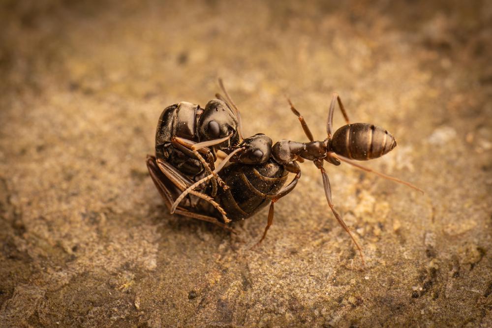 July 22, 2024 – Issue No. 339
– Issue No. 339: “Black Garden Ant“ Black Garden Ant