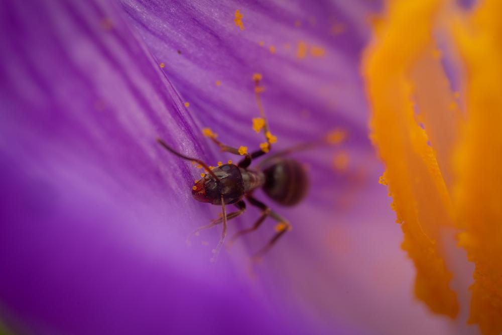 July 11, 2025 – Issue No. 693
– Issue No. 693: “Black Garden Ant“ Black Garden Ant