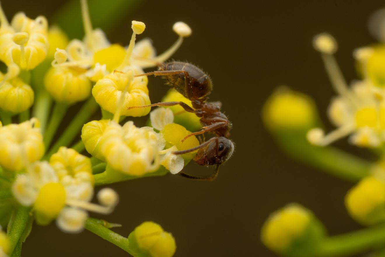 Black Garden Ant – No. 16