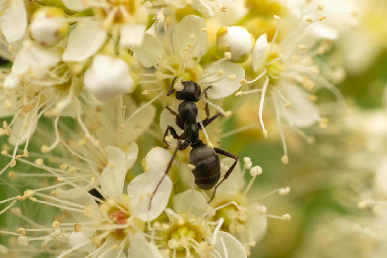 Wood, Mound, and Field Ants – No. 1