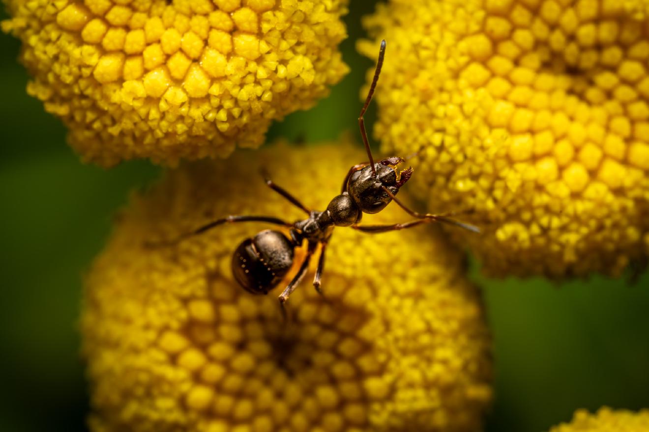 Wood, Mound, and Field Ants – No. 1