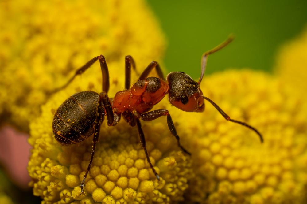 October 21, 2023 – Issue No. 64
– Issue No. 64: “Black-backed meadow ant“ Black-backed meadow ant