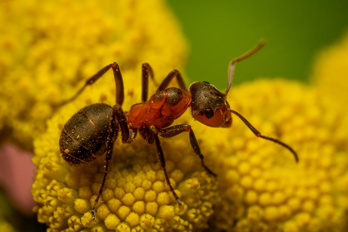 Black-backed meadow ant – No. 11