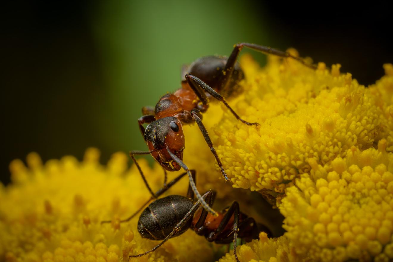Black-backed meadow ant – No. 12
