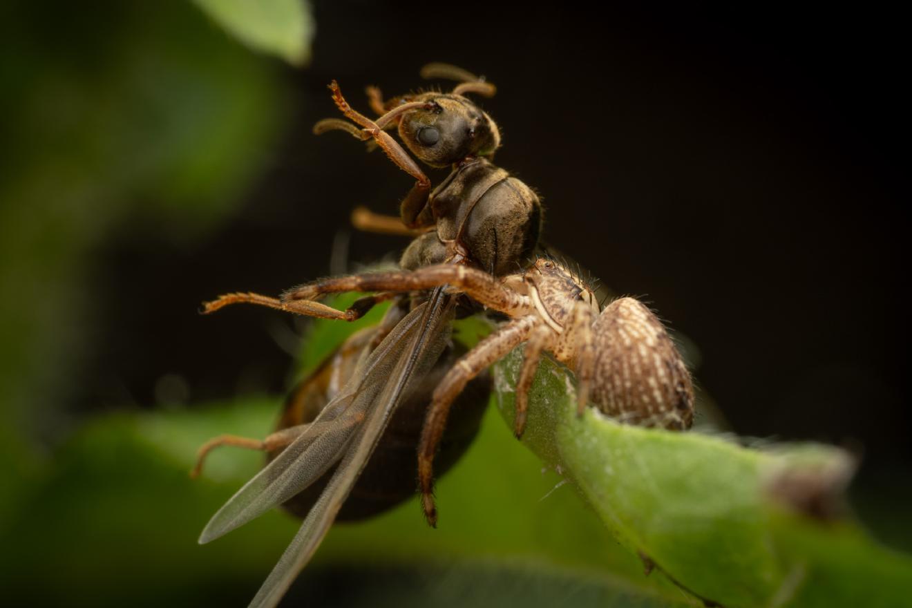 Black-backed meadow ant – No. 15