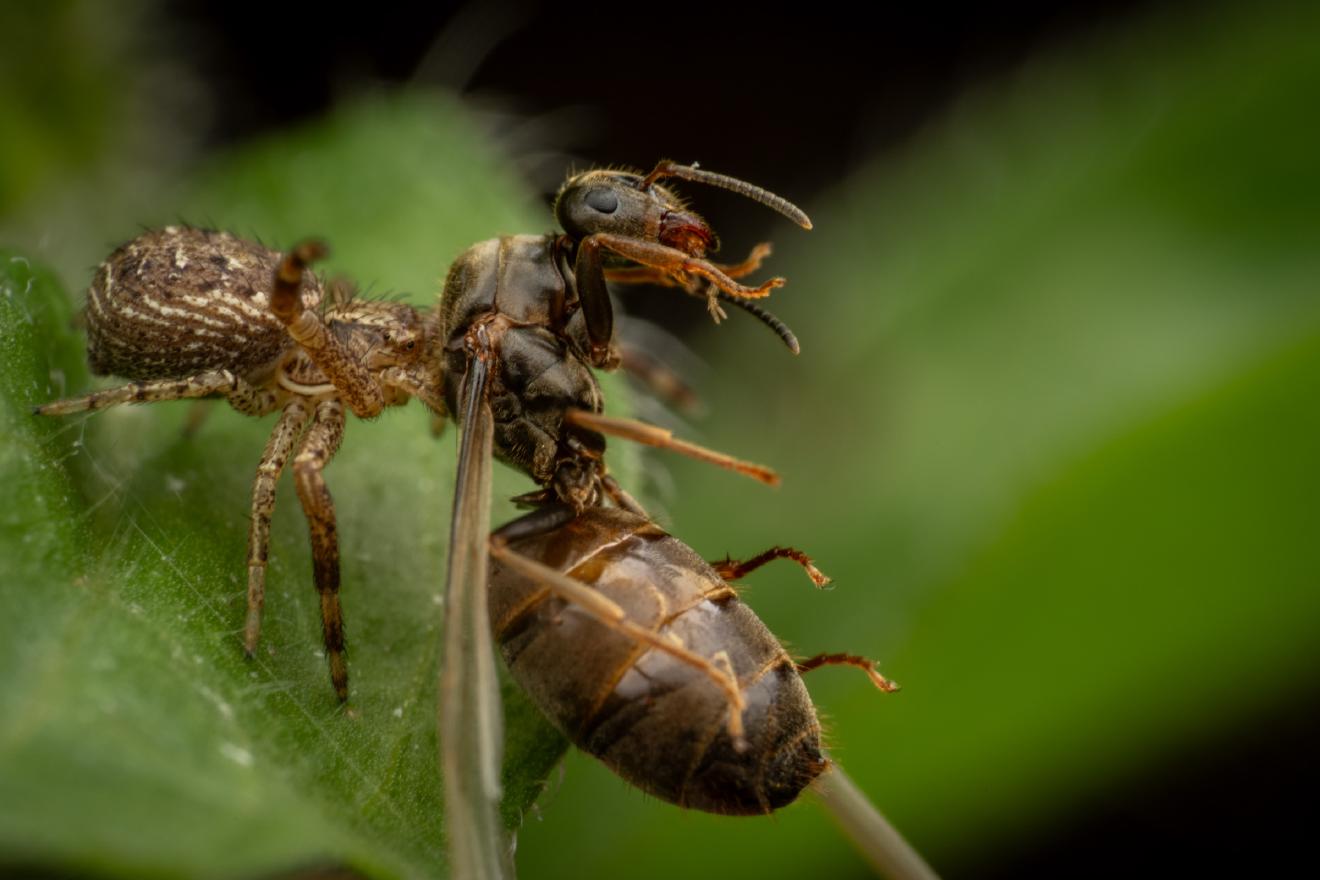 Black-backed meadow ant – No. 16