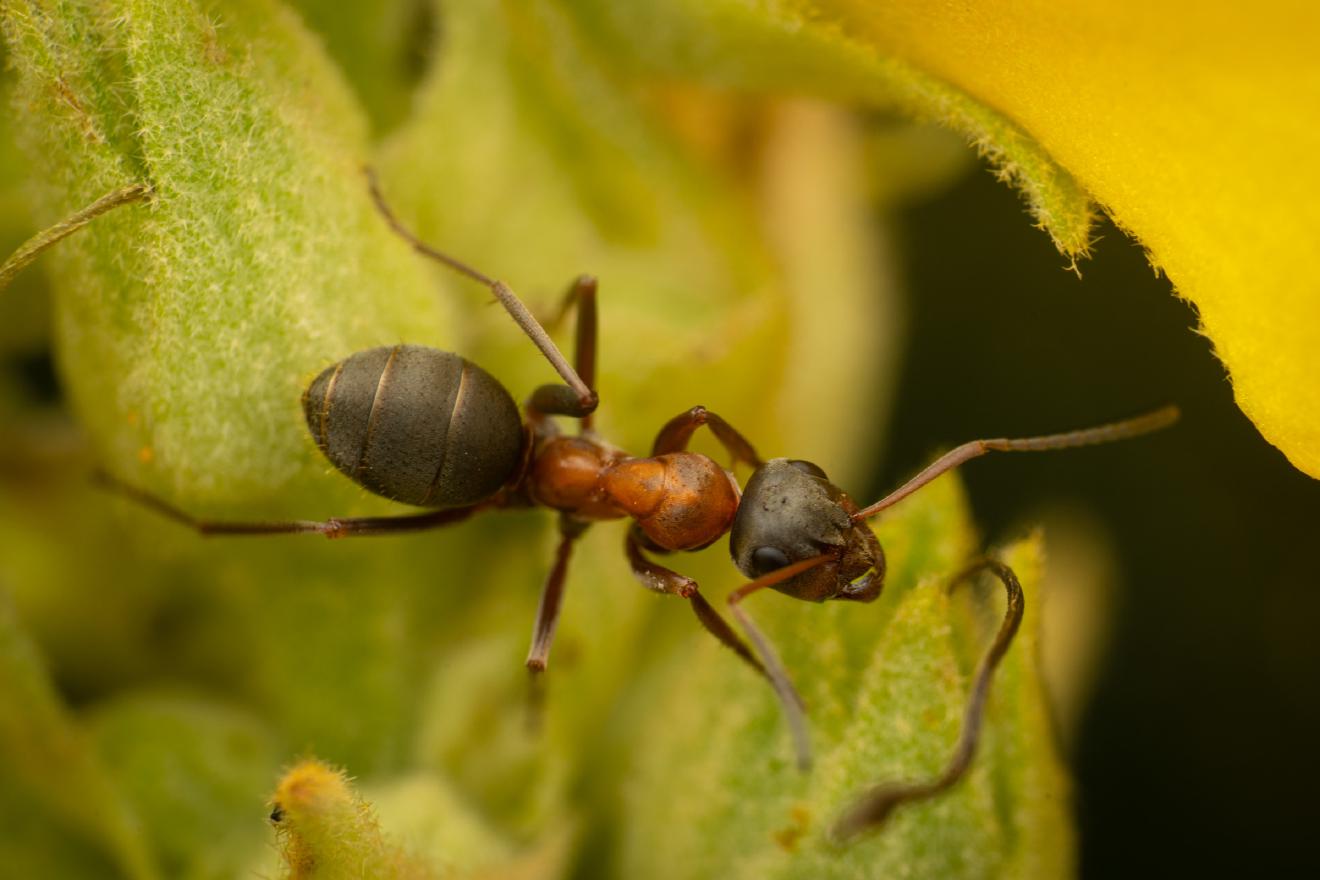 Red-barbed Ant – No. 1