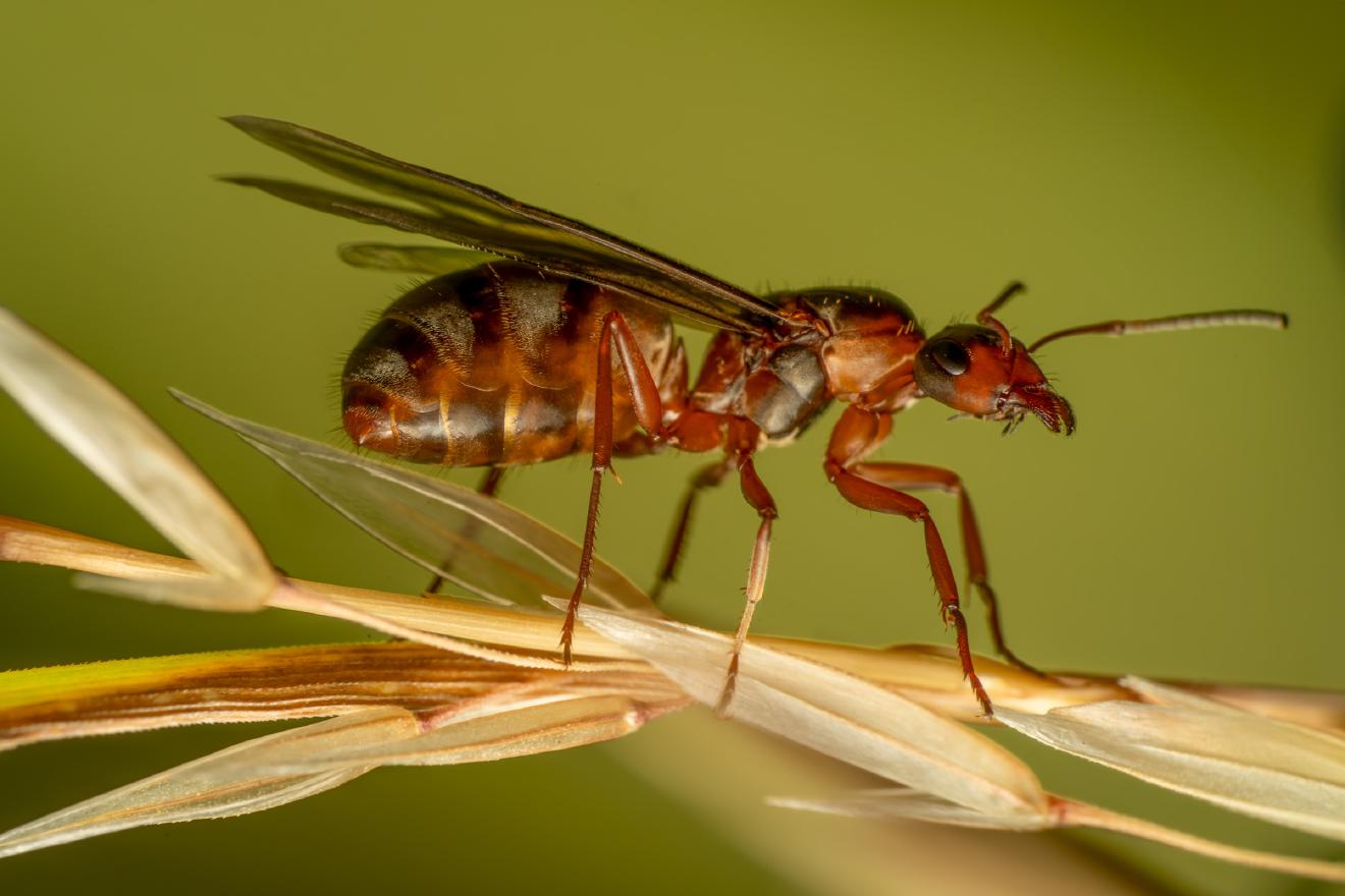 Red-barbed Ant – No. 2