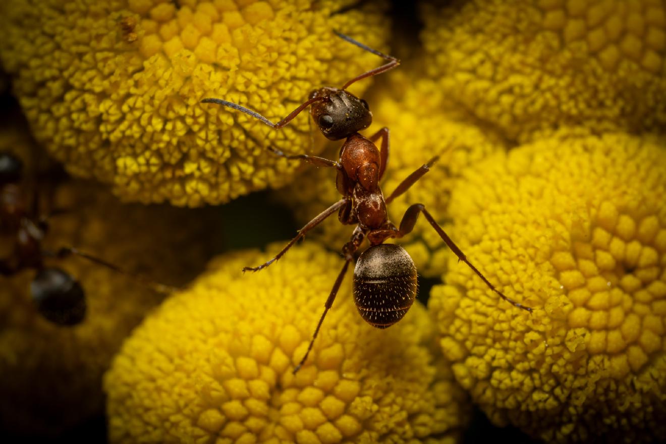 Red-barbed Ant – No. 6