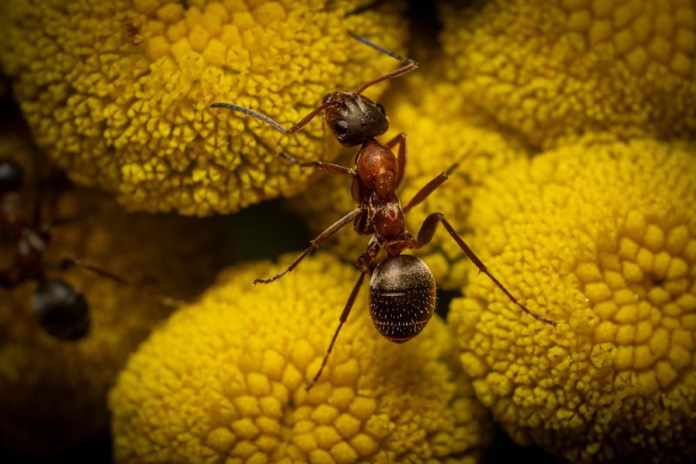 February 13, 2025 – Issue No. 545
– Issue No. 545: “Red-barbed Ant“ Red-barbed Ant