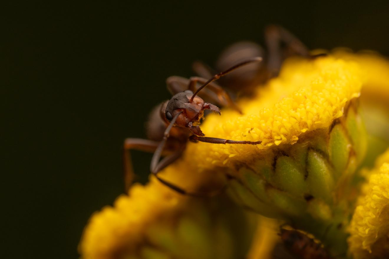Wood, Mound, and Field Ants – No. 2