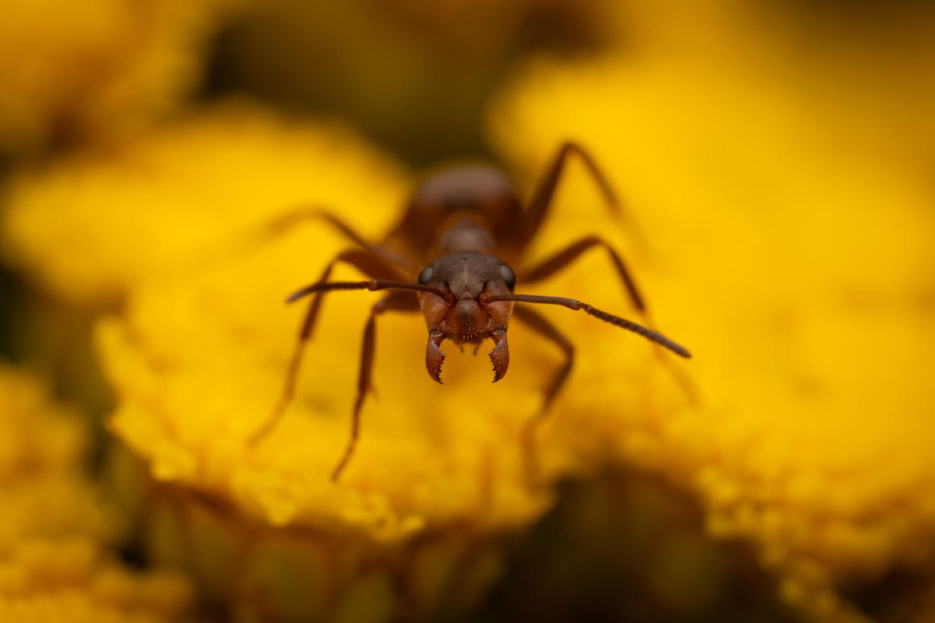 Wood, Mound, and Field Ants – No. 3