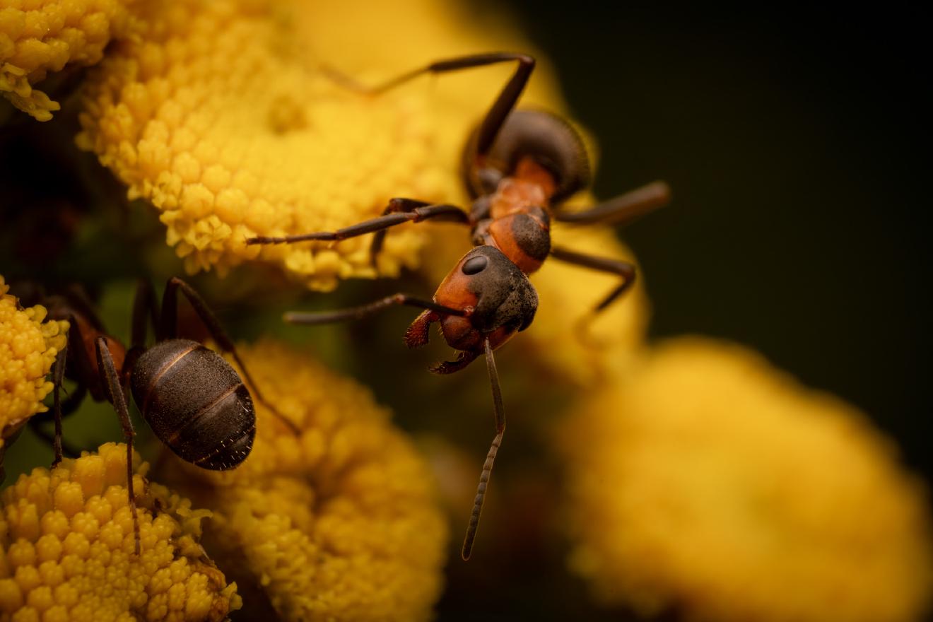Wood, Mound, and Field Ants – No. 4