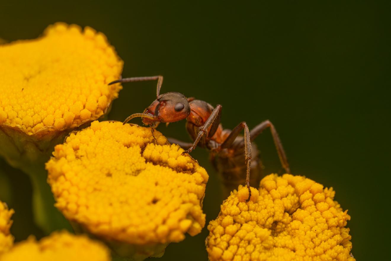 Wood, Mound, and Field Ants – No. 5