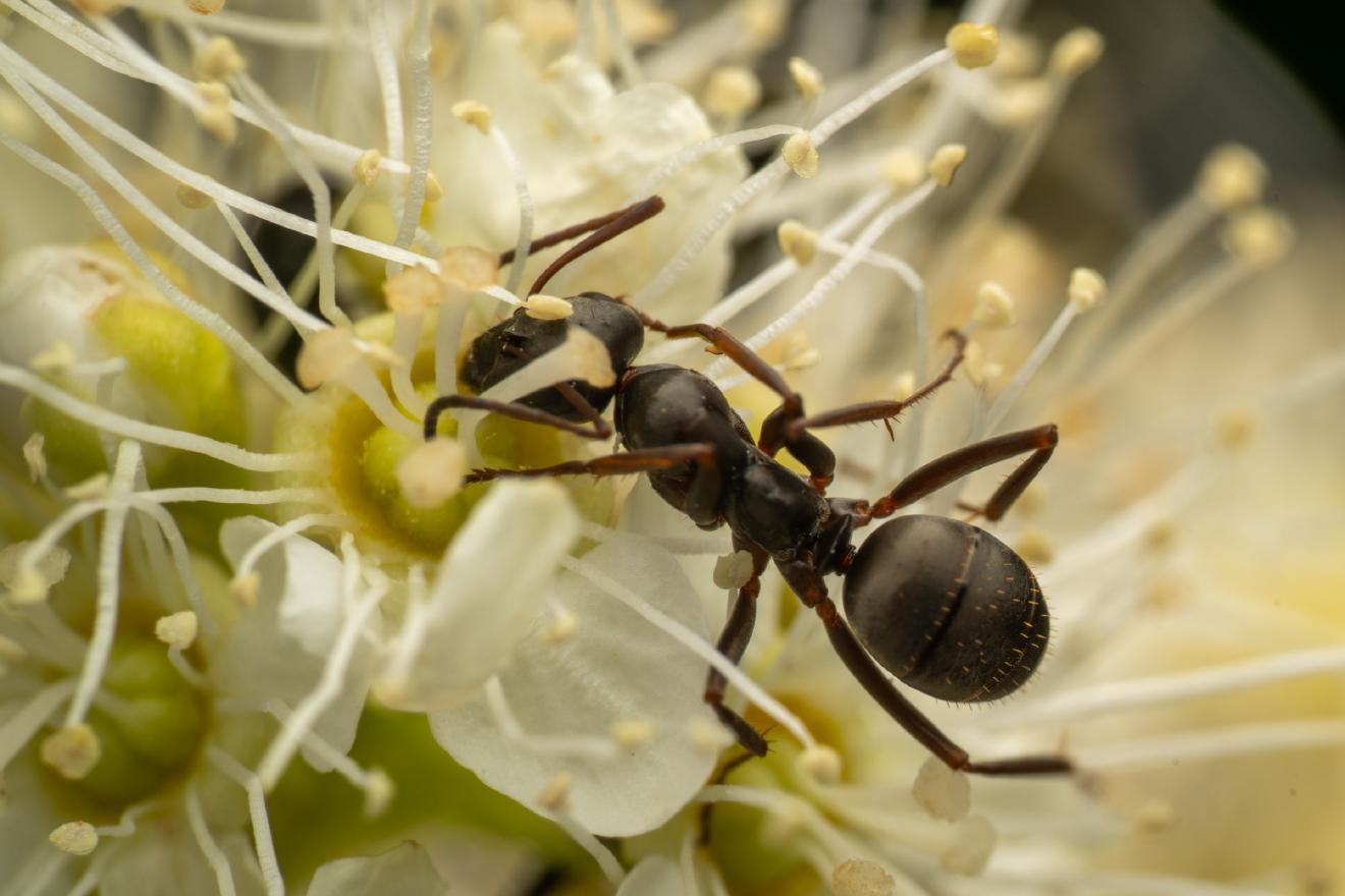 Wood, Mound, and Field Ants – No. 7