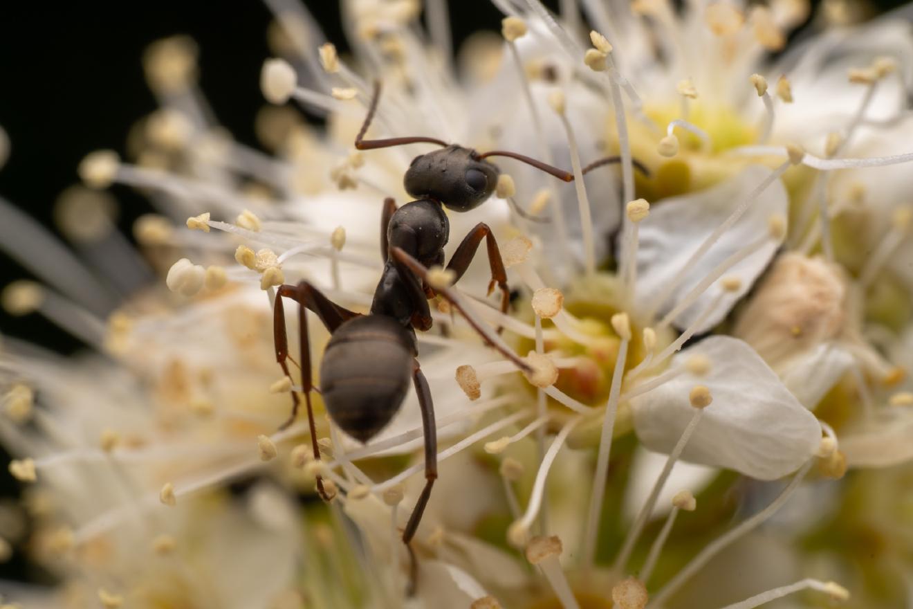 Wood, Mound, and Field Ants – No. 8