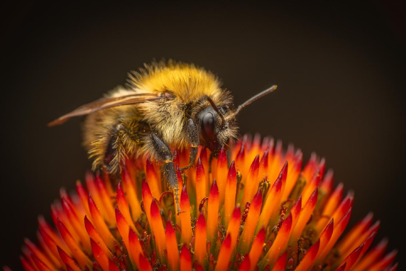 Common Carder Bumble Bee – No. 1