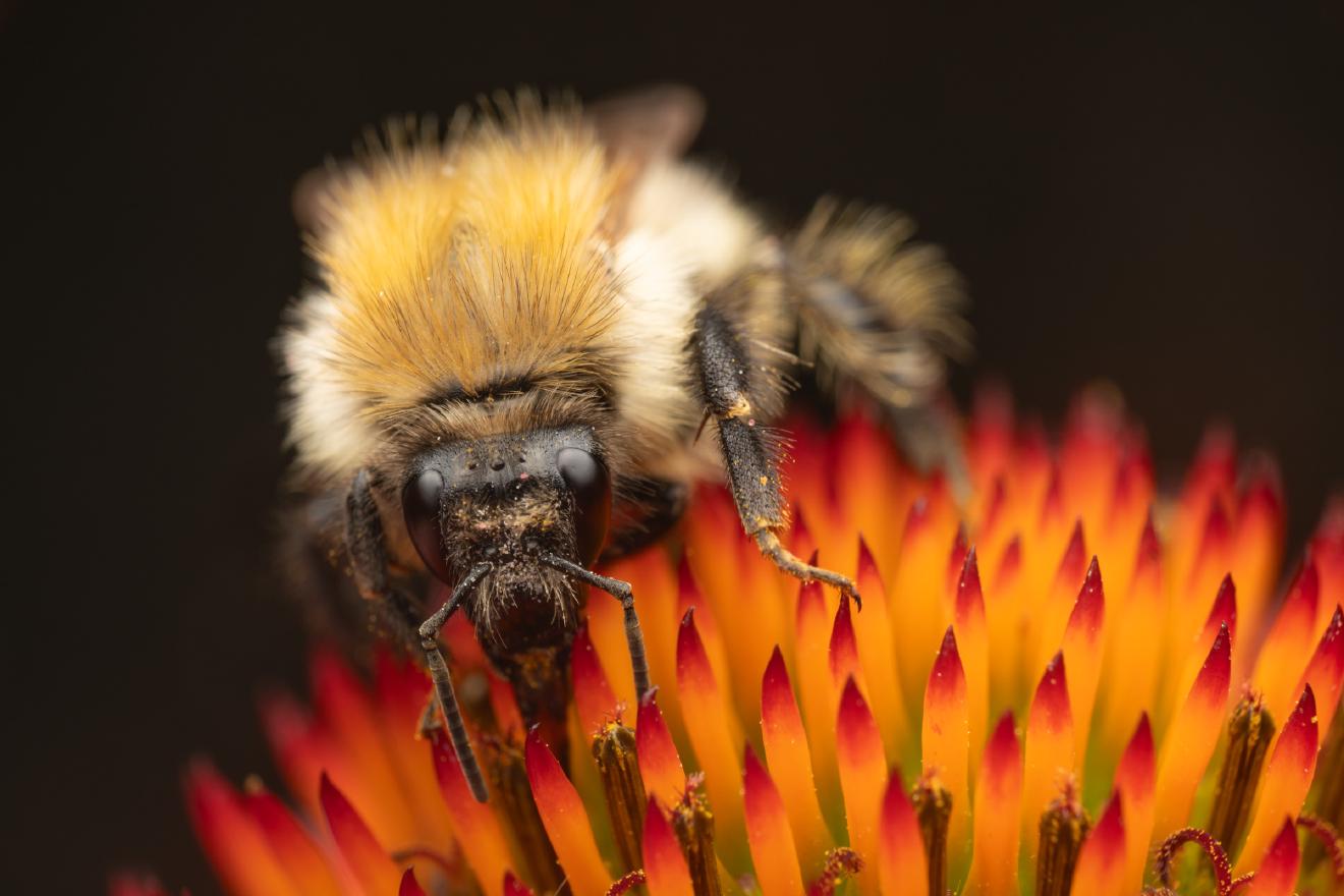 Common Carder Bumble Bee – No. 2