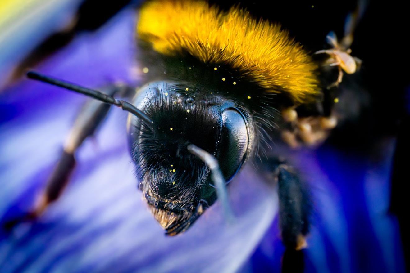 Garden Bumble Bee – No. 2