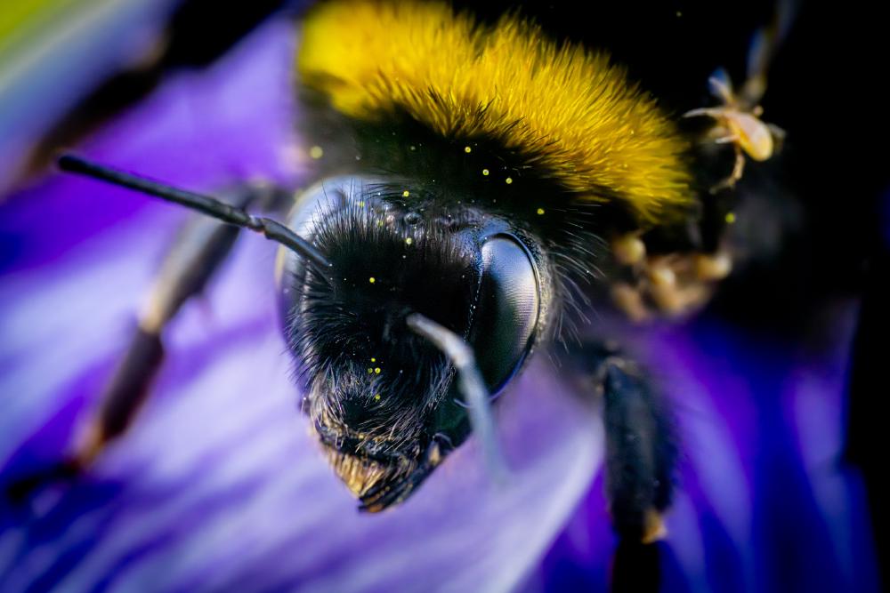 October 4, 2024 – Issue No. 413
– Issue No. 413: “Garden Bumble Bee“ Garden Bumble Bee
