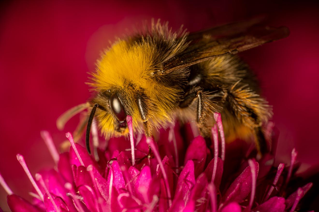 Garden Bumble Bee – No. 3