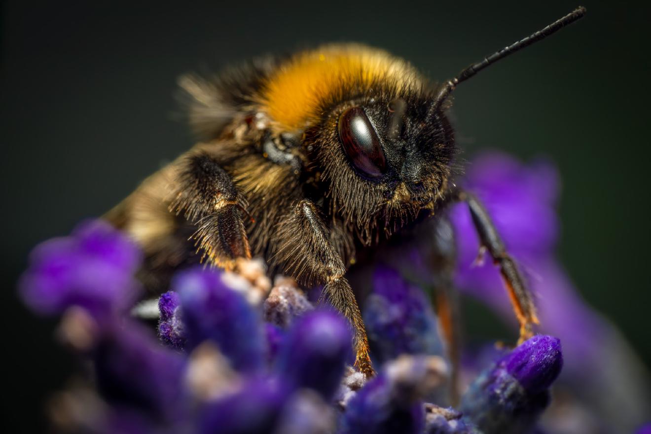 Garden Bumble Bee