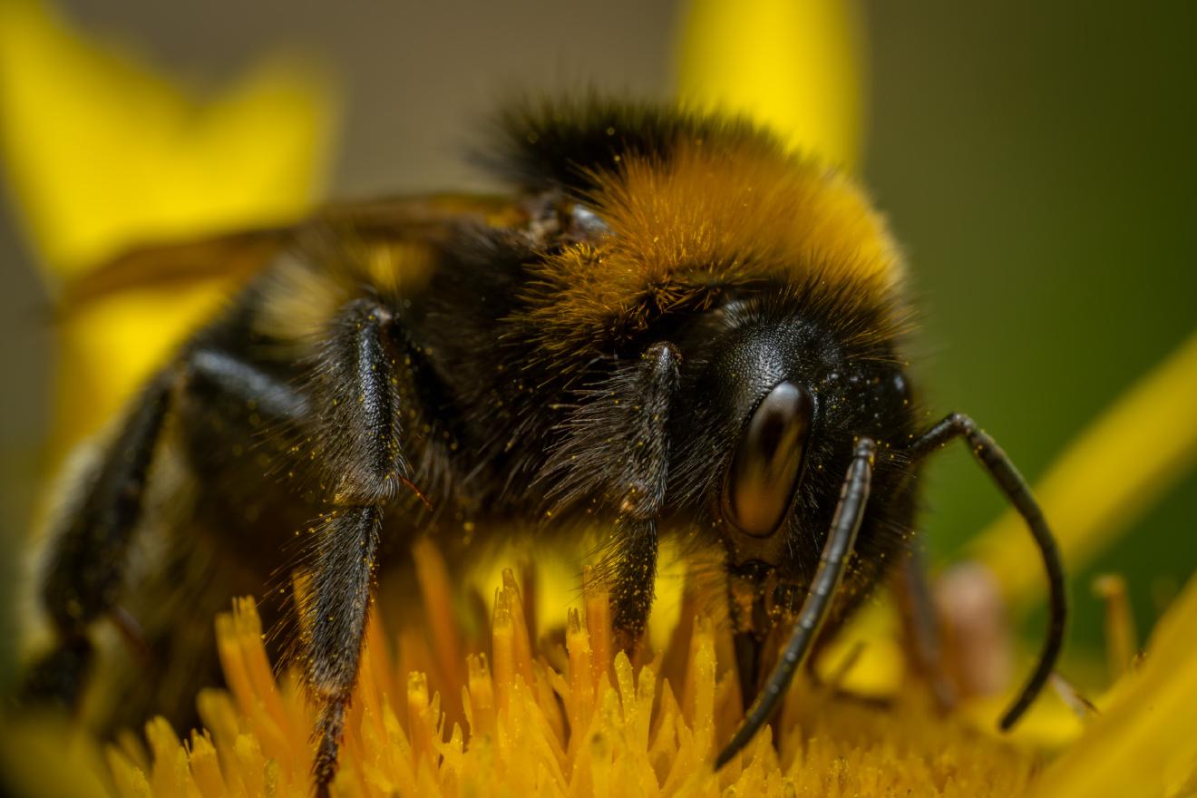 Garden Bumble Bee – No. 6
