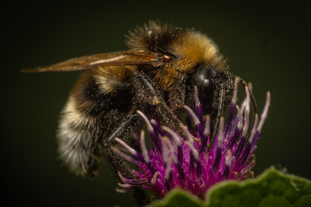 Garden Bumble Bee – No. 7