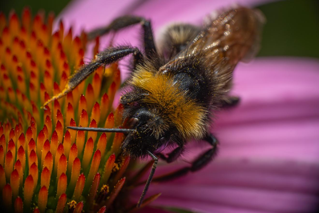 Garden Bumble Bee – No. 8