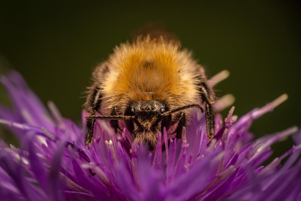 September 10, 2024 – Issue No. 389
– Issue No. 389: “Garden Bumble Bee“ Garden Bumble Bee
