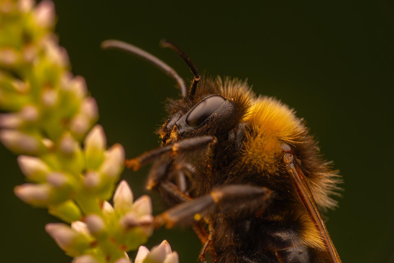 Garden Bumble Bee – No. 10