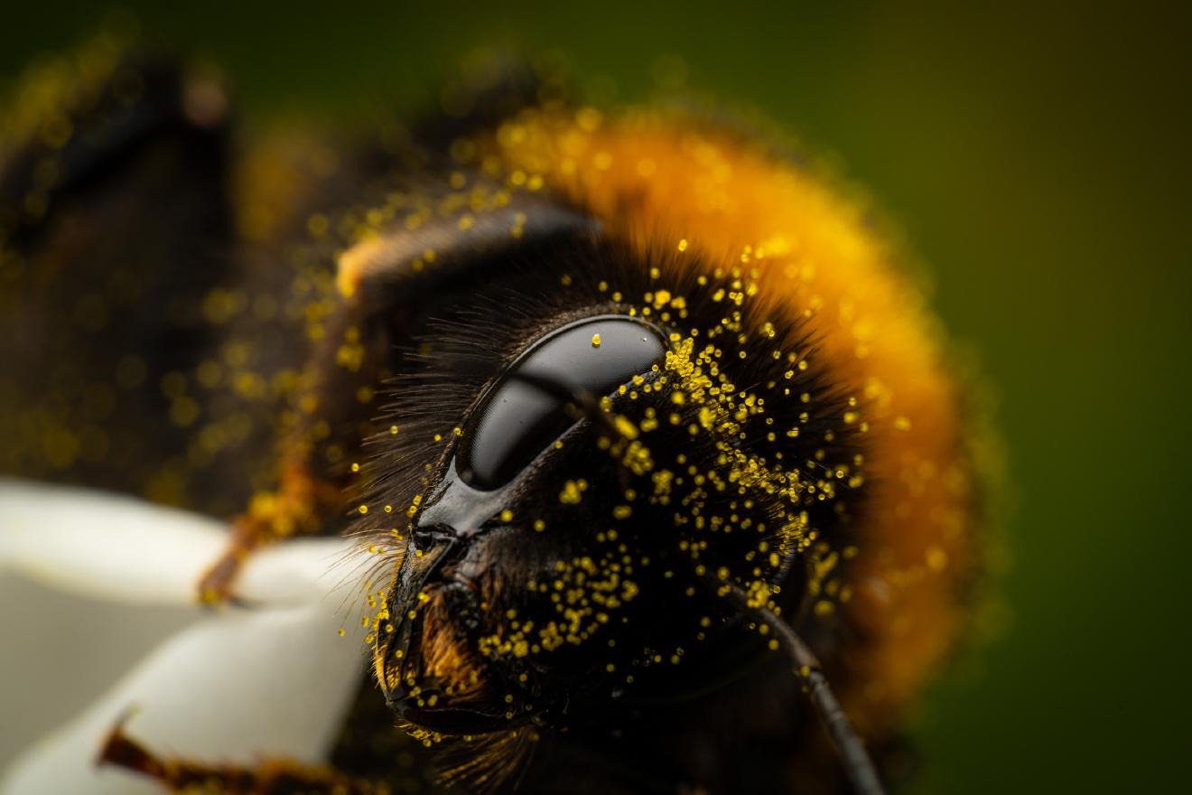 Garden Bumble Bee – No. 11